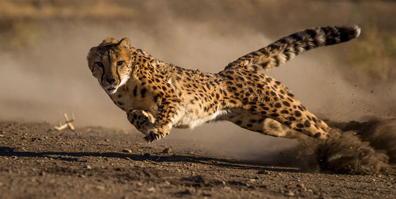 Geparder blev nästan helt utplånade av den senaste istiden, och alla moderna geparder är ättlingar från en liten del av de överlevande kattdjuren som korsades för att bibehålla arten. På grund av detta är geparder praktiskt taget genetiska kloner av varandra.