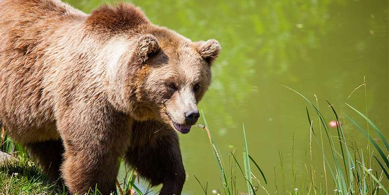 Nalle Puh skulle aldrig haft alla dessa honungsproblem om han bara hade varit en grizzlybjörn istället. Om man tycker att hundar har ett bra luktsinne, så är det egentligen ingenting mot grizzlybjörnarnas, som kan lukta fram matkällor på upp till 30 kilometers avstånd – förutsatt att vindarna ligger rätt.