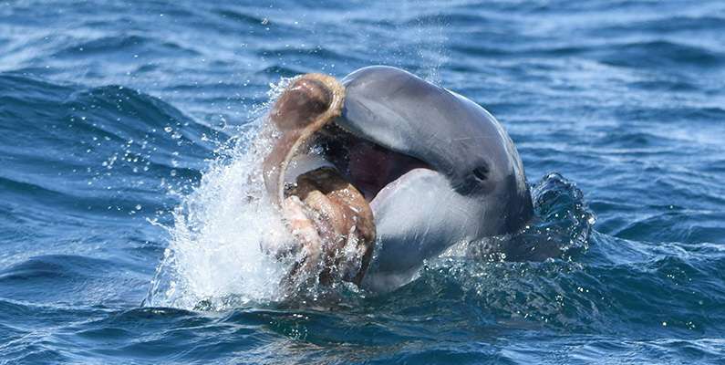 Även om orsaken kan variera, älskar delfiner att leka med sin mat innan de äter den. Den här idén kan verka söt – tills du kommer ihåg att delfiner faktiskt äter levande varelser. Så du kan se delfiner kasta fiskar, bläckfiskar och andra havsdjur upp i luften innan de äter dem. Motiven för detta beteende beror på situationen. I många fall torterar delfiner sin mat som en säkerhetsåtgärd. Vissa av deras byten, som exempelvis bläckfiskar, har försvarsmekanismer. Så genom att slänga och riva sin mat är det lättare för delfiner att på ett säkert sätt konsumera sina måltider. Men i vissa fall gillar delfiner bara att leka eller visa upp sig för andra delfiner.