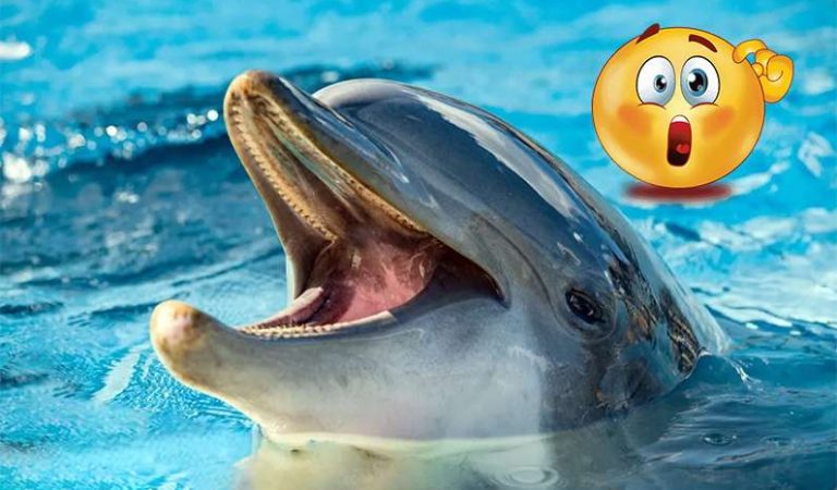10 mörka och skrämmande fakta om delfiner