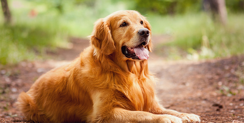 Golden Retriever brukar ha ett rykte om sig att vara den mest lämpade familjehunden, på grund av sin vänliga natur, intelligens och mångsidighet. De är kända som pålitliga tjänstehundar och är även populära som terapihundar på grund av deras kärleksfulla natur. Deras vänliga inställning och följsamhet har gjort dem till en av de mest älskade hundraserna runt om i världen. Ett tapp på -17% var dock lite mer än väntat för en av de populäraste raserna vi har här i landet.