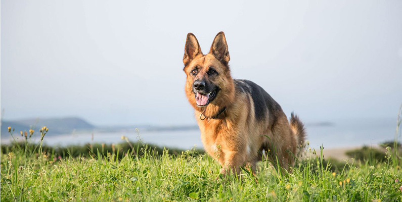 Schäferhunden, eller den tyska schäfern, är en hundras som ursprungligen avlades i Tyskland på 1800-talet för att vara en mångsidig och arbetsvillig herdehund. Rasens lyhördhet och naturliga vaktinstinkt har också gjort schäfern till en populär följeslagare hos både polis och militär. För de som överväger att adoptera en tysk schäferhund är det viktigt att erbjuda lämplig träning, socialisering och uppmärksamhet för att säkerställa en lycklig och hälsosam livsstil för hunden. På senare år har schäfern också kommit att bli en populärare familehund. Fjolårets tapp på -11% hos nyregistrerade kullar hos SKK är dock ganska milt jämfört med många andra hundraser, och det är fortfarande en av de mest populära hundarna i Sverige.
