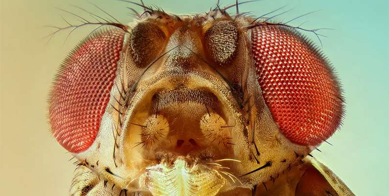 Bananflugor har fått ett eget namn i vetenskapen som kallas "Drosophila melanogaster". Detta namn är faktiskt en kombination av två grekiska ord: "drosos" (dagg) och "phila" (vän). Det refererar till att bananflugor ofta hittas i områden med övermogen frukt, som är en fördelaktig miljö för dem. Så de har faktiskt "daggvänner" som en del av sitt vetenskapliga namn, vilket är ganska poetiskt!