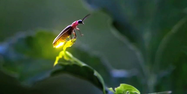 Dessa insekter använder sitt ljus för olika ändamål. Bland annat för att locka partners under parningsritualer, men även som en varning till rovdjur om att de är oätliga eller giftiga.