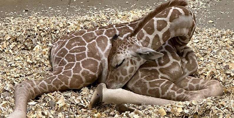 En vuxen människa rekommenderas att sova någonstans mellan 7 – 9 timmar per dygn. Giraffer, däremot, behöver bara mellan 5 till 30 minuters sömn under en 24-timmarsperiod. Nedanför ser du en bild på en sovande giraff.