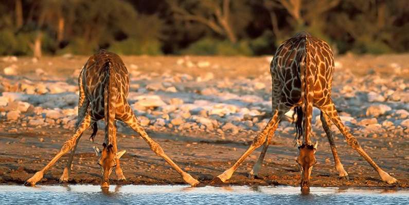 Giraffer är anpassade för att kunna klara sig utan vatten under längre perioder, eftersom de ofta lever i torra och savannliknande miljöer. En giraff kan vanligtvis klara sig i upp till tre veckor utan att dricka vatten, även om den försöker att få i sig vatten när det är tillgängligt. Och om du någonsin har undrat hur det ser ut när giraffer dricker vatten, kan du ta en titt på bilden nedanför!