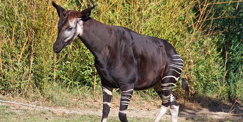 Den enda levande släktingen till giraffen är okapi (Okapia johnstoni). Okapi är ett partåigt hovdjur i familjen giraffdjur och lever bara i Kongo-Kinshasas tropiska regnskogar. En bild på en okapi finner du nedanför – och visst kan man se likheterna, väl?