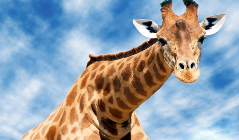 10 fakta du antagligen inte visste om giraffer