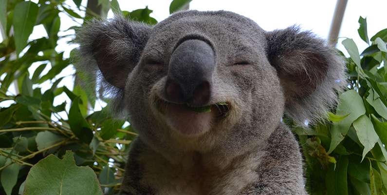 En majoritet av koalabjörnsbefolkningen, upp till cirka 80%, är dessvärre infekterade med klamydia. Det finns flera anledningar till att så många koalor är infekterade med könssjukdomen, men den främsta anledningen är överbefolkning. I vissa områden i Australien har koalor blivit överpopulerade, vilket ökar tätheten av djur i ett område och skapar en högre risk för överföring av klamydiabakterien mellan individer. 
