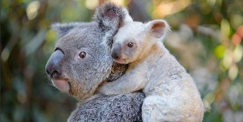 Koalor föds tre till fyra veckor efter att honan har blivit gravid. En nyfödd koalabjörn – känd som en "joey" – är väldigt liten i jämförelse med vuxna koalor. Vid födseln är de vanligtvis bara omkring två centimeter långa och väger ungefär 5-10 gram. De är i princip blinda, pälslösa och mycket underutvecklade. Eftersom de är så små och hjälplösa vid födseln, är de helt beroende av sin mor och måste klättra in i hennes pung, där de fortsätter att utvecklas och växa med hjälp av hennes mjölk. De stannar i moderns pung i ungefär sex månader innan de gradvis börjar utforska omvärlden och äta fast föda. Under denna tid utvecklas de och blir starkare, och deras päls börjar också att växa fram.