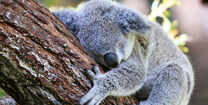 Koalor kramar eller omfamnar träd, vanligtvis eukalyptusträd, av flera anledningar. De spenderar en stor del av sin tid vilande och sovande. Genom att hålla fast vid träden med sina starka klor kan de bekvämt hänga i trädens grenar med minimal ansträngning. Det hjälper dem att spara energi och undvika att falla ned medan de sover. En annan anledning till trädkramandet är att eukalyptusträd kan vara svalare än marken under varma dagar, så koalabjörnar klänger sig ibland fast vid träden för att dra nytta av svalkan och undvika överhettning. Å andra sidan, om det är kallt, kan de klänga sig fast för att hålla sig nära trädstammen där det är varmare.