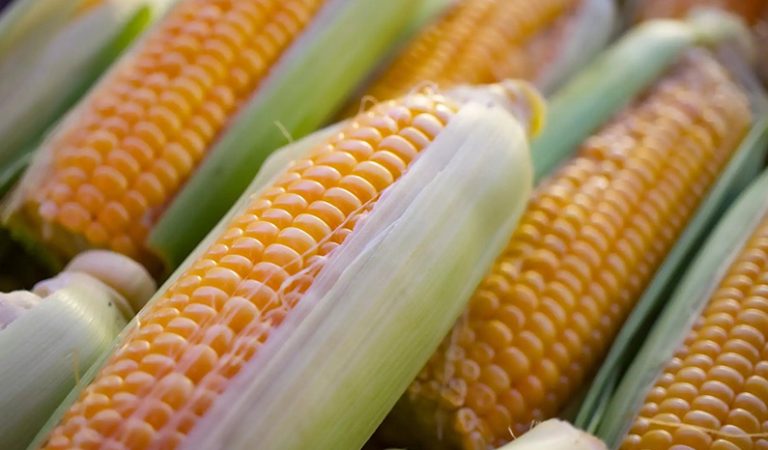 10 nyttiga fakta du behöver veta om majs