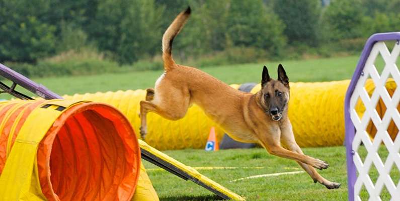 Malinois är kända för sin imponerande fysik och atletiska förmåga. Dessa hundar är kända för att kunna hoppa otroligt högt, och de har ibland kallats "fjäderhundar" på grund av deras förmåga att hoppa och fånga bollar i luften. Deras explosiva kraft och smidighet gör dem till utmärkta agilityhundar och tävlande. Om du någonsin har sett en Malinois i aktion på en agilitybana, kommer du förmodligen att imponeras av deras atletiska förmåga och deras förmåga att ta sig igenom olika hinder med lätthet. Det är en imponerande syn att se!