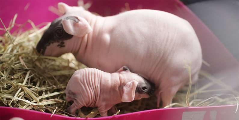 Det finns en hårlös marsvinsras som kallas för "skinny pig". Skinny pig-marsvinen är kända för att vara nästan helt hårlösa, med undantag för några små hårstrån på nosen och tassarna. Deras hud är vanligtvis rosa eller mörkrosa och har en rynkig textur. Denna ras är ett resultat av en genetisk mutation och är mycket uppskattad som husdjur på grund av sitt unika utseende och sitt vänliga temperament. Skinna pig-marsvin kräver särskild hudvård eftersom de saknar päls som kan skydda deras känsliga hud, inklusive skydd mot solen och temperaturförändringar. En bild på de hårlösa sötnosarna finner du nedanför.