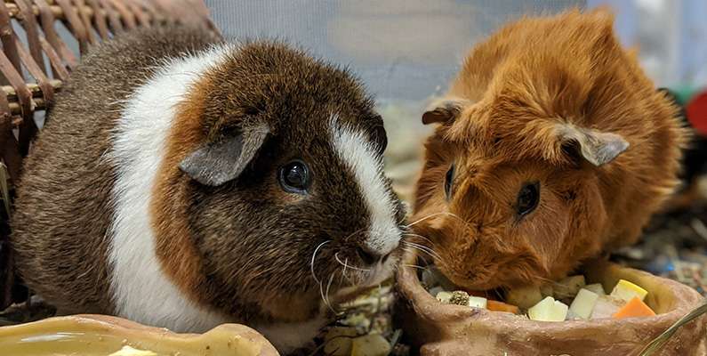 Marsvin är inte från Guinea, och de är inte heller besläktade med grisar. Deras namn, Guinea pigs, härstammar från det tidigare missförståndet att de kom från Guinea i Afrika och deras likhet med små grisar till utseendet.