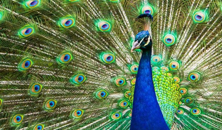 10 färgfulla fakta du behöver veta om påfåglar