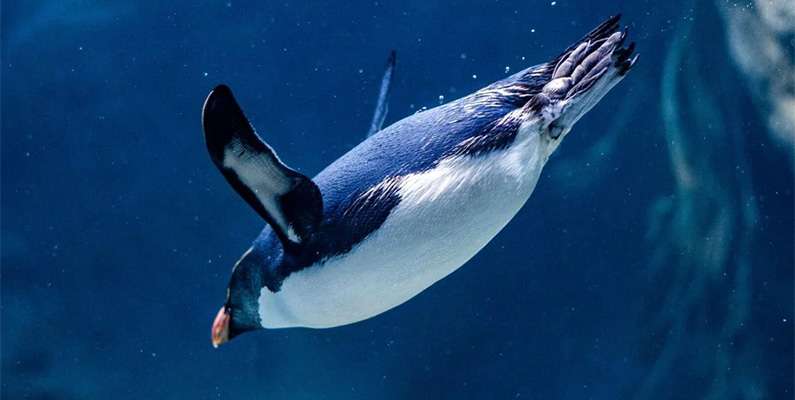 Att pingviner inte kan simma är känt sedan länge, men de har ändå god nytta av sina vingar. Deras vingar fungerar nämligen på samma sätt när den simmar som en fågel för när den flyger. Så man kan säga att pingviner mer eller mindre "flyger" genom vattnet. Och de är snabba! En Gentoo-pingvin kan nå en topphastighet på drygt 35 km/h i vattnet!