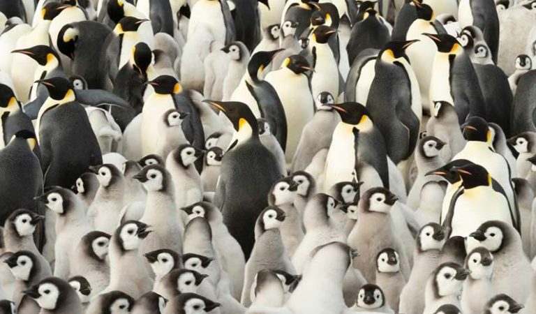 10 iskalla fakta du du måste veta om pingviner