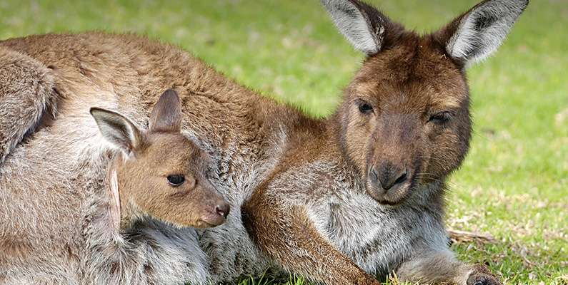 Känguruhonor har två slidor för befruktning och en enskild slida för fostret, som klättrar ut ur slidan efter att den föds och tar sig upp genom moderns kropp till pungen, där den kyler sig tills den är fullt utvecklad.