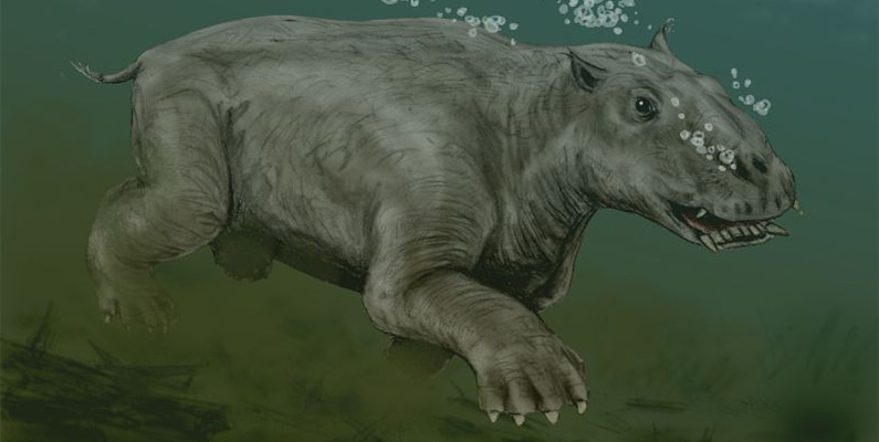 Under miocen- och pliocenepokerna för några miljoner år sedan fanns det faktiskt vattenlevande sengångare, kända som "thalassocnus" eller "marina sengångare". Dessa djur hade anpassat sig till ett liv i vattenmiljöer och var specialiserade på att äta sjögräs. Deras anatomi tyder på att de hade utvecklat fysiologiska egenskaper för att leva i en semiakvatisk miljö, jämfört med deras marklevande släktingar som finns idag. Nedanför ser du en bild på hur man tror att de ser ut, utifrån de skelettrester och arkeologiska fynd som har blivit funna. 