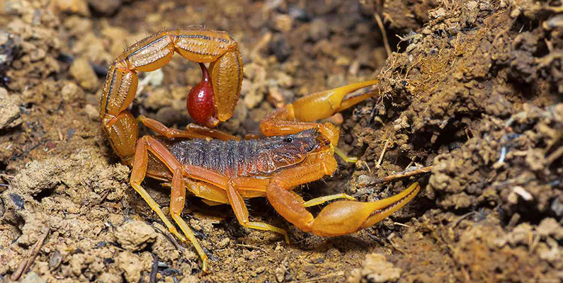Skorpioner klassas som opportunistiska rovdjur. De äter små djur och insekter; vuxna kan också döda och äta mindre ödlor. Men med sina små munnar smälter dessa leddjur sin mat externt och får dem sedan i sig i flytande form. På grund av deras låga ämnesomsättning kan skorpioner leva i upp till ett år utan att äta, förutsatt att de har tillgång till vatten.