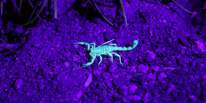 Många skorpioner fluorescerar eller lyser i UV-ljus. De har ett yttre skal (exoskelett) som innehåller vissa ämnen, så kallade fluoroforer, som reagerar med ultraviolett ljus och ger ifrån sig ett synligt ljus, oftast grönt eller blått. 

Detta fenomen är särskilt tydligt i mörka eller svagt upplysta omgivningar där UV-ljus används. Många skorpionarter, inklusive vanliga arter som barkskorpioner, har denna egenskap. Det har föreslagits att fluorescensen kan ha olika funktioner, såsom att locka byten eller hjälpa skorpionen att upptäcka sina egna artfränder i mörkret. Nedanför ser du en bild på hur skorpioner tydligt kan lysa i mörkret när de utsätts för UV-ljus.
