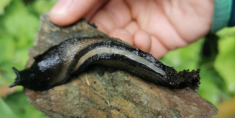 Sniglarna blir egentligen inte så stora, och den största, gråsvart kölsnigel (Limax cinereoniger), kan bli uppemot 15 centimeter lång. Den minsta kända snigeln är Parmarion martensi. Denna lilla snigel har en längd på endast några få millimeter. En bild på den största, gråsvart kölsnigel, finner du nedanför.