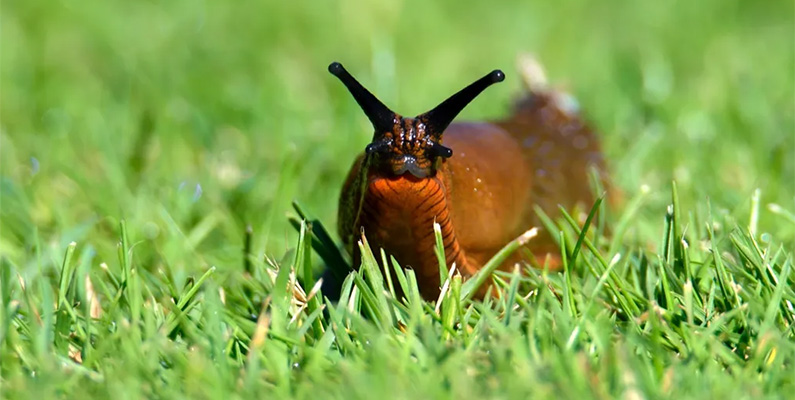 Sniglar och snäckor kan tillhöra samma art, och den främsta skillnaden är att snäckor har ett skal medan sniglar saknar detta skydd. Både sniglar och snäckor tillhör en grupp av mollusker som kallas gastropoder. Det finns tusentals olika arter av sniglar och snäckor, och det är möjligt att det fortfarande finns oidentifierade arter därute.