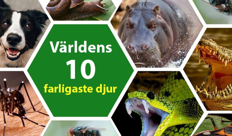 Världens 10 farligaste djur