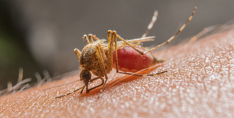 Myggor är kända för att vara vektorer för olika sjukdomar, inklusive malaria, denguefeber, zikavirus och gula febern, bland andra. Dessa sjukdomar kan vara allvarliga och potentiellt dödliga om de inte behandlas korrekt.

Enligt Världshälsoorganisationen (WHO) och andra källor dödar sjukdomar som sprids av myggor cirka en miljon människor varje år. Det är dock viktigt att komma ihåg att detta inte är ett direkt resultat av myggor som angriper och dödar människor utan snarare av sjukdomar som sprids av myggorna.