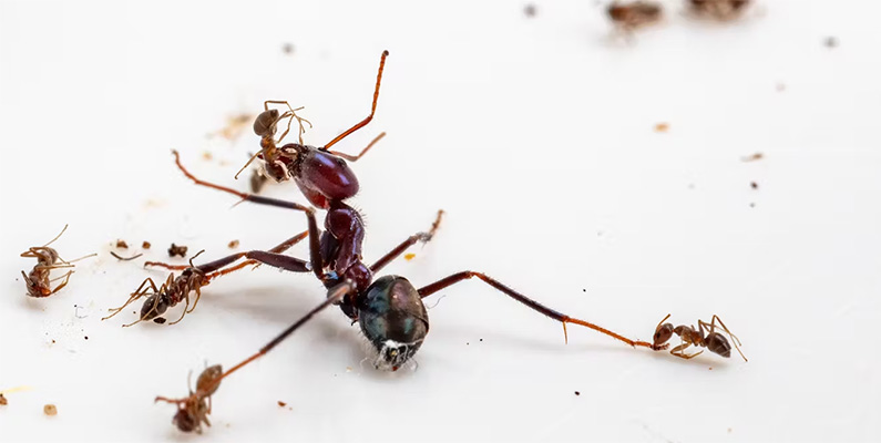 Myror är bland de få insekterna som engagerar sig i organiserade konflikter. Det finns ett brett utbud av myrarter, och varje art har sin egen unika strategi för att hantera konflikter. Myrkonflikter kan vara mycket brutala och involvera aktiviteter som kannibalism, plundring och avrättningar.

Vissa myrarter, som exempelvis armémyror, kämpar på ett sätt som liknar det antika romerska legionssystemet, medan andra använder taktisk bedrägeri för att framstå som mer kraftfulla än sina fiender. Dessutom används ibland svagare myror som "kanonmat" på frontlinjen för att skydda mer betydande medlemmar av kolonin. Sammanfattningsvis är myrorna egentligen inte så olika oss människor.