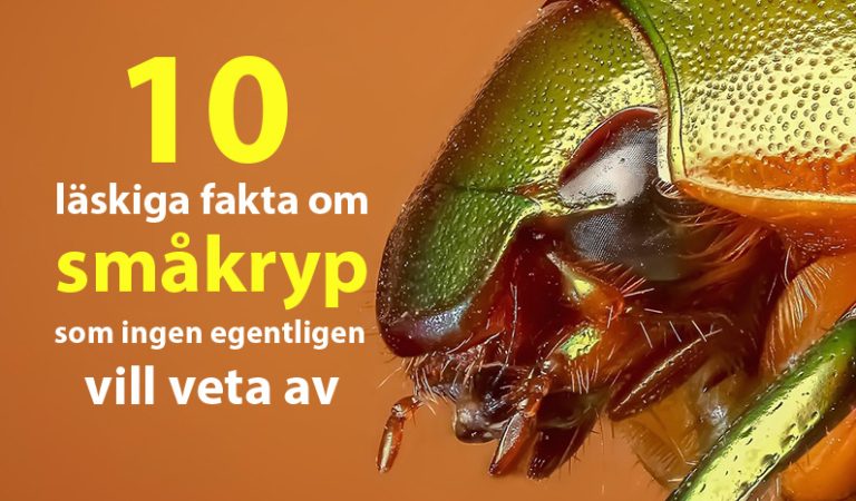 10 läskiga fakta om småkryp som ingen egentligen vill veta av