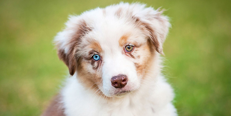 Hundrasen är kända för sina färgglada och ibland ovanliga ögonfärger. Dessa hundar kan ha ögon i olika färger, och det är inte ovanligt att se en "Aussie" med ett brunt och ett blått öga, eller till och med två olika nyanser av blått. Detta fenomen kallas heterokromi och är speciellt karakteristiskt för rasen, som du kan se på bilden nedanför.