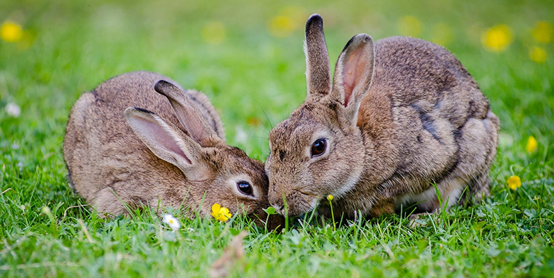 Kaniner har ett beteende som kallas cecotrofi, där de äter en speciell typ av sin egna avföring. Denna avföring kallas cecotropes, och de skiljer sig från de vanliga, hårdare avföringarna. Cecotropes är mjuka, klumpiga och rika på näringsämnen som vitaminer, mineraler och proteiner. 

Kaniner har en unik matsmältning där de producerar två typer av avföring. Den första typen är de vanliga, fasta avföringarna som du oftast ser. Den andra typen är cecotropes, som de konsumerar direkt från anus för att dra nytta av de näringsämnen som inte absorberats under den första matsmältningen. Detta beteende är inte bara en viktig del av kaninens näringsprocess - utan är livsviktig för deras överlevnad.
