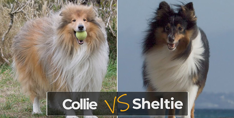 Shetland Sheepdogs delar visuella likheter med sin större kusin, Collie, genom sin långa, lyxiga dubbla päls, eleganta kroppsbyggnad och intelligent uttryck. Trots denna likhet är Shelties mindre till storlek, vilket gör dem mer lämpade för familjer som lever i trångare utrymmen jämfört med den större Collie-rasen. Nedanför ser du en bild på en Shetland Sheepdog och en Collie - visst är de lika?