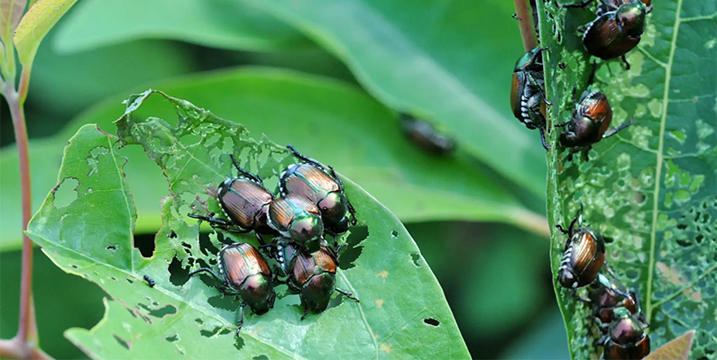 Skalbaggar är en mycket varierad grupp och deras diet kan variera betydligt beroende på arten. De flesta skalbaggar är växtätare och konsumerar olika delar av växter, inklusive löv, stjälkar, frukter, pollen och trä. Vissa skalbaggar, som exempelvis svampskalbaggar, trivs i ruttnande trä och livnär sig på svampväxt som växer där. Andra, som nyckelpigor, är rovdjur och jagar andra insekter för föda, vilket gör dem till användbara skadedjursbekämpare i trädgårdar och jordbruk.