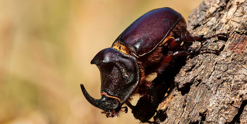 Manliga skalbaggar har ofta unika anpassningar som skiljer dem från sina kvinnliga motsvarigheter. Till exempel har noshornsbaggen (som du ser på bilden nedanför), en av de största skalbaggarna på planeten, en imponerande hornliknande struktur på huvudet. Under parningssäsongen deltar dessa skalbaggar i hårda strider och använder sina horn för att vända rivaliserande hanar från trädstammar i ett försök att imponera på potentiella partners.

Ett annat slående exempel är ekoxbaggar, uppkallad efter sina stora, hornliknande underkäkar. Även om deras underkäkar är skrämmande, används de inte för att äta utan för att brottas med andra skalbaggar om de bästa häckningsplatserna.