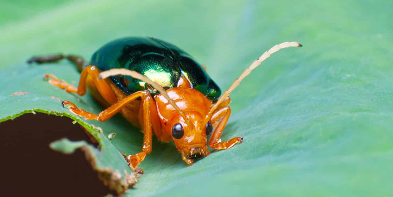 Markbaggar, särskilt bombardierbaggar, har en unik försvarsmekanism. När de känner sig hotade frigör de en skarp och irriterande kemikalie som kallas benzoquinone, vilket kan irritera deras rovdjur och fiender.

Medan detta försvar är ganska vanligt bland insekter kan bombardierbaggar istället värma upp vätskan till intensiva temperaturer och spruta ut den i en pulserande stråle.