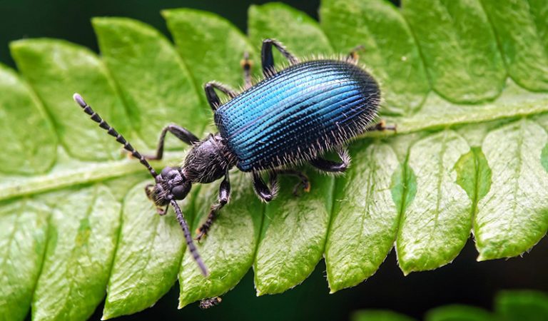 10 fakta du antagligen inte visste om skalbaggar