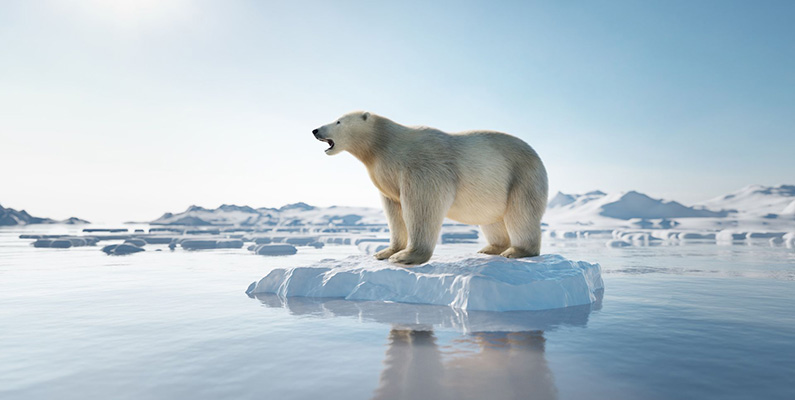 Myt nummer 3 om klimamatförändringarna: "Isbjörnspopulationen ökar"…