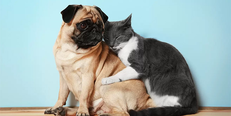 10 vanliga myter om hundar du aldrig ska tro på. Myt #9: "Hundar och katter är svurna fiender".