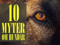 10 vanliga myter om hundar du aldrig ska tro på
