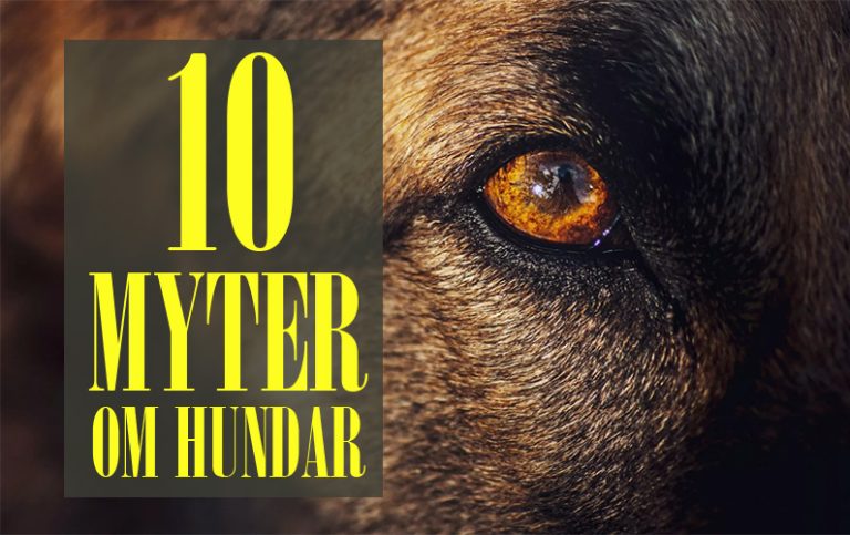 10 vanliga myter om hundar du aldrig ska tro på