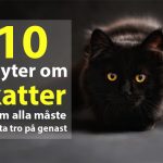 10 myter om katter som alla måste sluta tro på genast