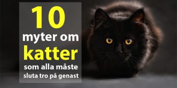 10 myter om katter som alla måste sluta tro på genast