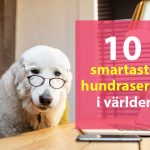 10 smartaste hundraserna i världen