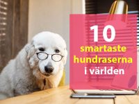 10 smartaste hundraserna i världen