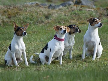 10 fakta du bör veta om Dansk-Svensk Gårdshund