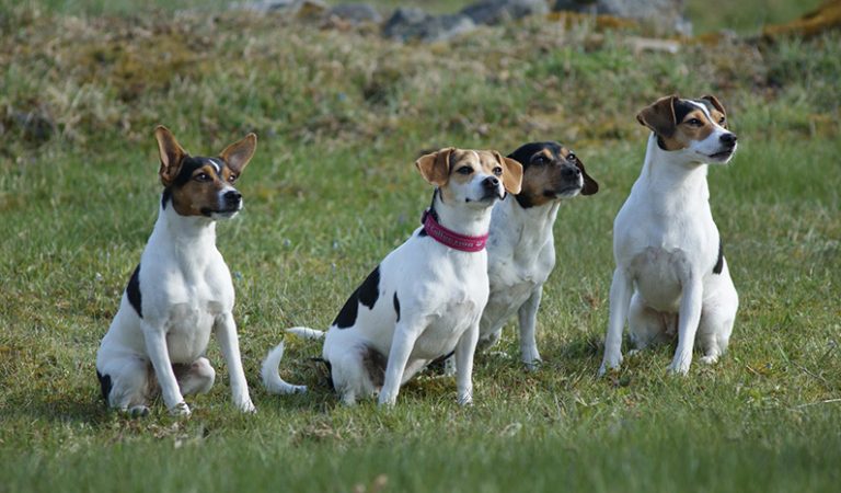 10 fakta du bör veta om Dansk-Svensk Gårdshund