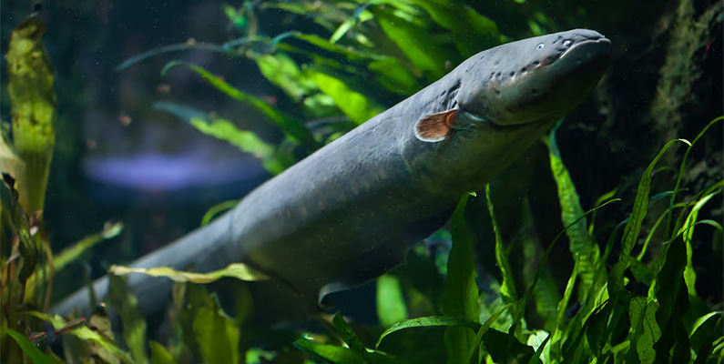 Den elektriska ålen tillhör faktiskt inte ordningen Anguilliformes, som riktiga ålar gör, utan de tillhör ordningen Gymnotiformes. De skiljer sig biologiskt gentemot en vanlig ål och har speciella organ som möjliggör deras förmåga att generera elektriska urladdningar.